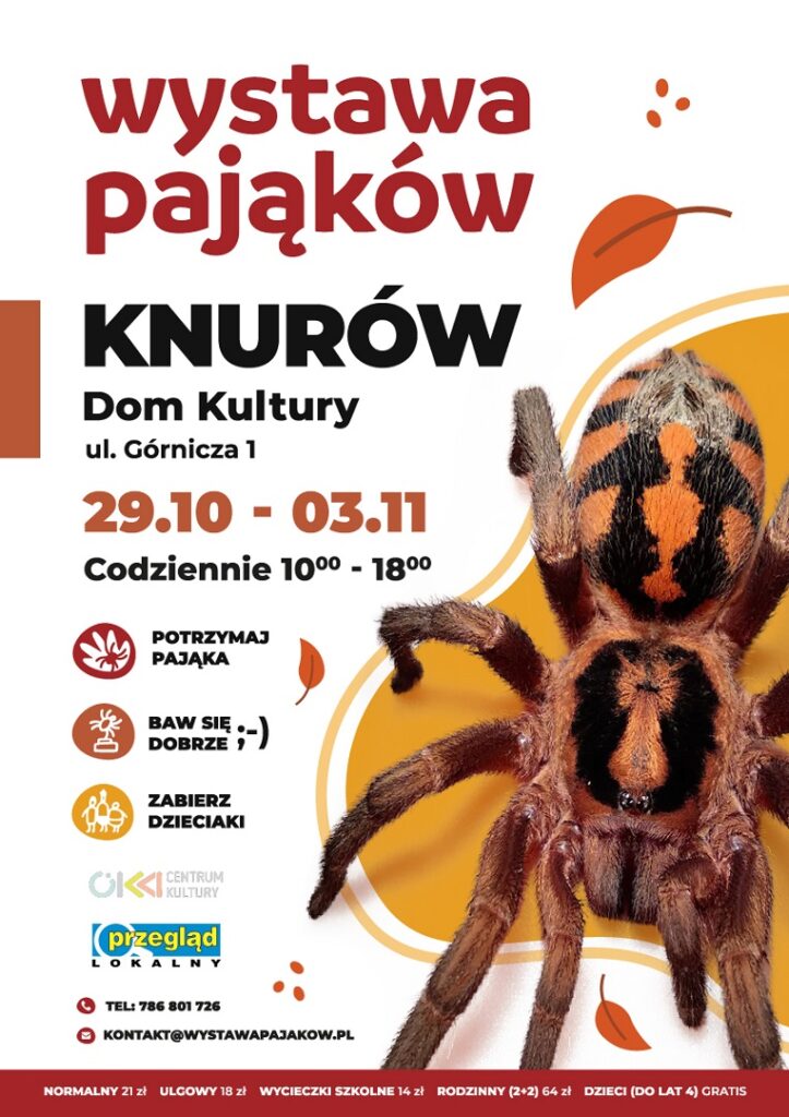 wystawa pajakow w domu kultury knurow szczyglowice